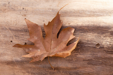 Closeup of the texture of a fallen leaf on a wooden background in full details and impeccable vibe