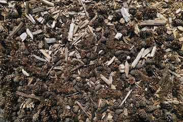 Feinste Detail in der Natur, Waldboden im Nahbereich