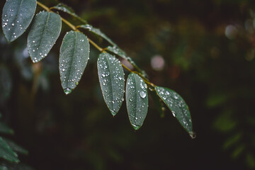 Branches with leaves of trees in the rain forest, on which lie many raindrops shining silver. Fabulous branches of exotic trees with raindrops on them.