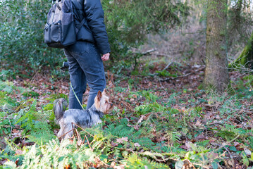 Woman walking with yorkshire terrier dog in the forest in autumn