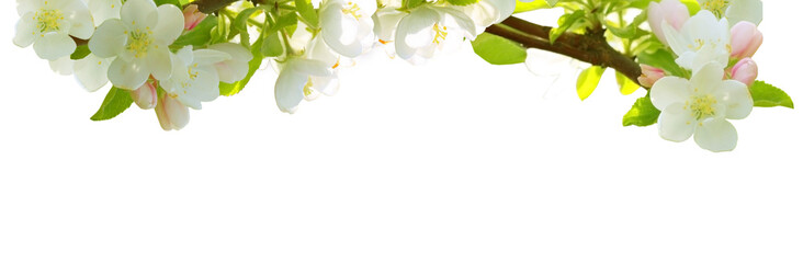 White apple blossom flowers isolated