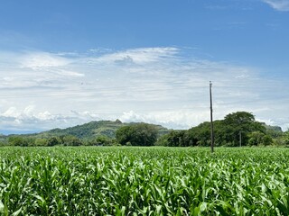 cultivo de campo plantas verdes