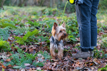 Yorkshire Terrier walking in the autumn forest with a leash.