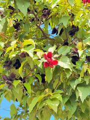 Fruto rojo silvestre en la rama