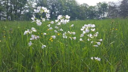 Field of white wild flowers and green grass. Cardamine pratensis in a meadow. Morning light shines through the flowers. it's spring.