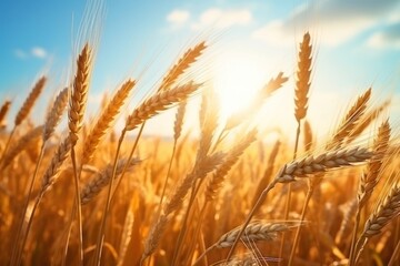 Obraz premium Wheat field nature backgrounds landscape.