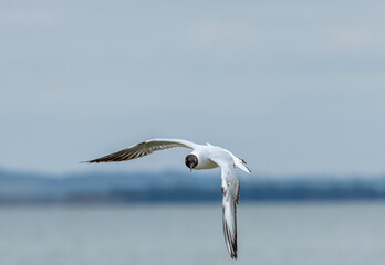 A black-headed gull in flight is a graceful spectacle. Its slender wings beat in smooth arcs, with...