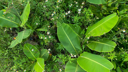 Banana tree, banana leaf with small flower around, banana leaf background