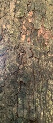 Light-colored tree bark. Large sheets. Natural texture
