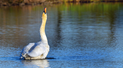 Obraz premium adult swan floating on the lake