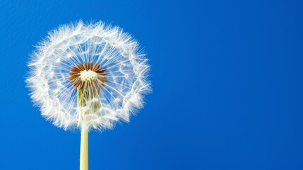   A dandelion drifts in the wind against a blue sky background