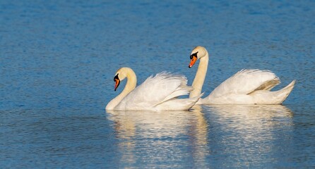 two swans floating on the lake, couple