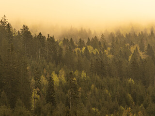 fog in the black forest