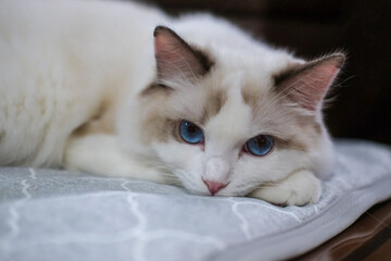 Cute, Ragdoll cat lying on the blanket, looking at the camera. 7 months old