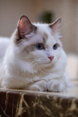 Cute, Ragdoll cat sitting on the table. 7 months old