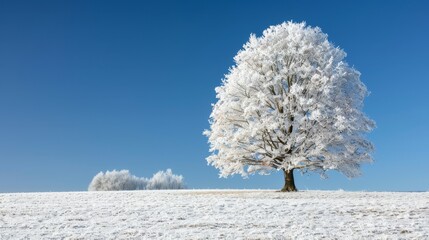  A solitary tree, its branches dusted white, stands amidst a snow-covered field The backdrop is a tranquil blue sky