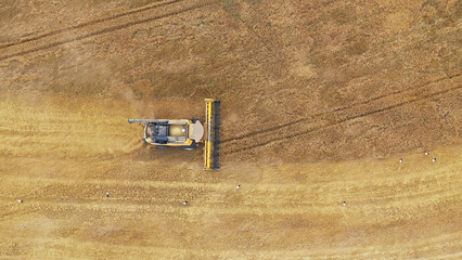 Aerial top view flight over modern combine harvester that reaps crops on agricultural field in...