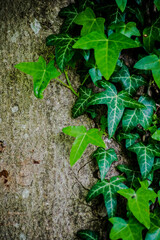 Eufeublätter an Baum-Grünes Wachstum auf Grau