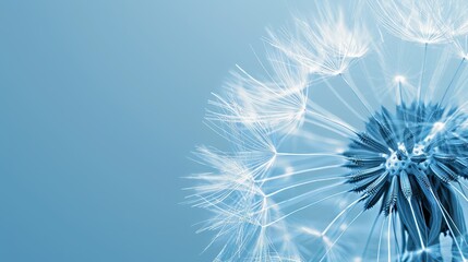   A dandelion in focus against a blue backdrop, surrounded by a soft blur