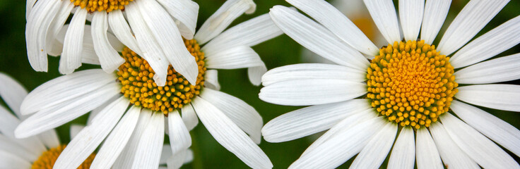 Flowers of field daisies close-up. The white petals and yellow heart is a field chamomile on a...