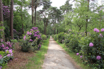a beautiful forest landscape with long trees and shrubs and blooming rhododendrons with pink flowers and a path