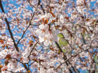 The exuberant flowering of Japanese sakura
