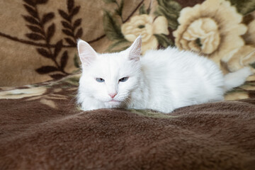 Angora cat. Portrait. Animal themes. Cute purebred cat