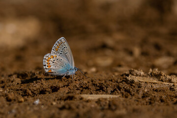 little butterfly taking minerals from the ground, Anatolian Zephyr Blue , Plabejus modicus
