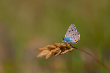 small butterfly with blue wings, Greek Mazarine Blue, Polyommatus bellis

