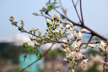 flower and young leaves og Fresh green medicinal Pods of Moringa oleifera, horseradish, drumstick tree in urban rooftop garden. it has great medicinal properties and health benefits. Sojna data