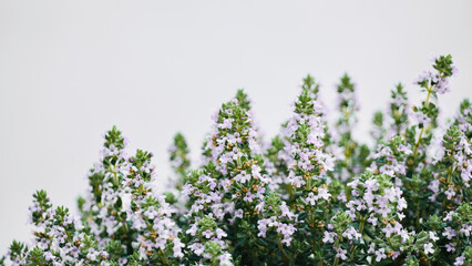 Thyme closeup lilac flowers bloom in spring with white background and space for text.