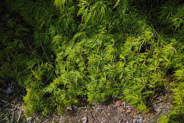 Natürliche Farben im Mai, Details feiner japanischer Ahorn