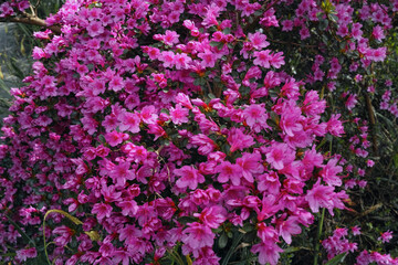 Obraz premium Natürliche Farben im Mai, Details lila Blüten Rhododendron