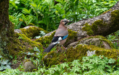 Eurasian Jay (Garrulus glandarius), looks for bushes for the nest