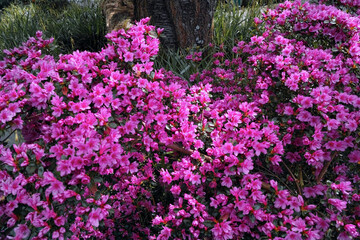 Natürliche Farben im Mai, Details lila Blüten Rhododendron