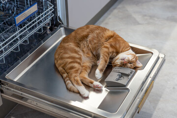 red cat lies on dishwasher door