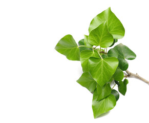 Devil's ivy leaves, ceylon creeper foliage, bush hedera helix isolated white, clipping path