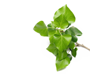 Devil's ivy leaves, ceylon creeper foliage, bush hedera helix isolated white, clipping path