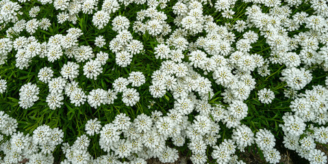 A planting of candy tuft, Iberis Sempervirens, in flower. Botanical garden kit, Karlsruhe, Germany,...