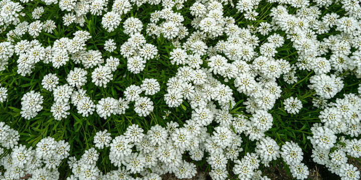 A planting of candy tuft, Iberis Sempervirens, in flower. Botanical garden kit, Karlsruhe, Germany, Europe