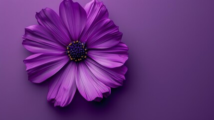 A beautiful purple flower with a yellow center. The flower is in focus and has a blurred background.