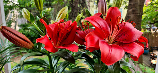 A photograph of a close-up of two red lilies in full bloom displaying their bright red and long...