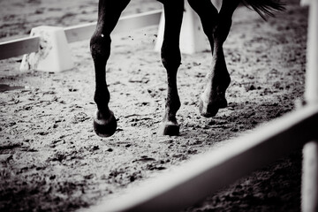 Fototapeta premium In the black-white photo, a horse is galloping across a sandy arena for equestrian competition. The grace of the sport of horse riding. Sportsmanship and the beauty of animals in motion.