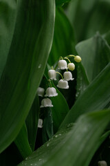 Delicate blooming lilies of the valley in the park. Close up.