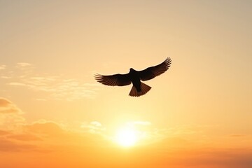Flying bird silhouette sky outdoors sunset.