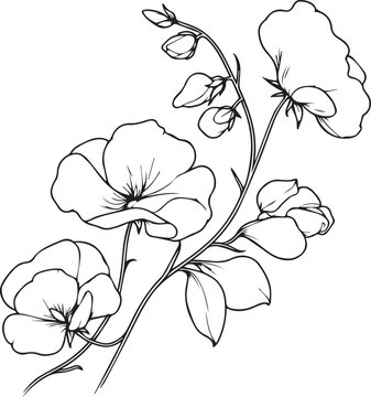 recommend clip art: Outline print with blossoms Sweet pea, leaves, and buds Sweet pea flowers tattoos, Ornate contour Sweet pea plant for coloring pages isolated on a white background