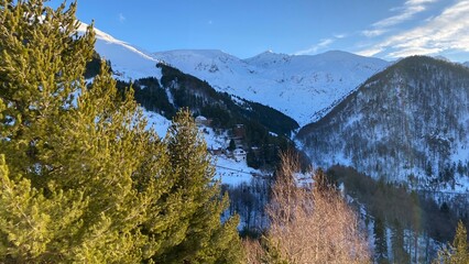 Pusteblume mit gr&uuml;nem hintergrund in einer wiese