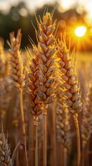 Naklejka premium Wheat Field With Setting Sun