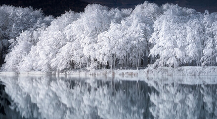 frozen trees in mountain