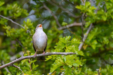 Cetti's warbler, Cettia cetti, perched on a tree banch - singing